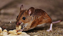 Find Exterminators in Bedford County